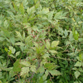 Xanthorhiza simplicissima  - Yellowroot