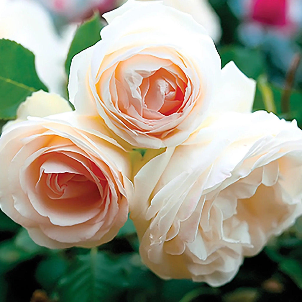 Rosa ''Meiviowit'  - Eden Climber® White Rose