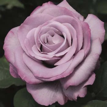 Neptune™ Hybrid Tea Rose