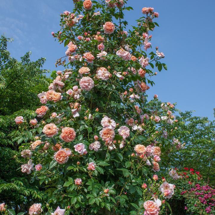Bloomables® Colette™ Climbing Rose