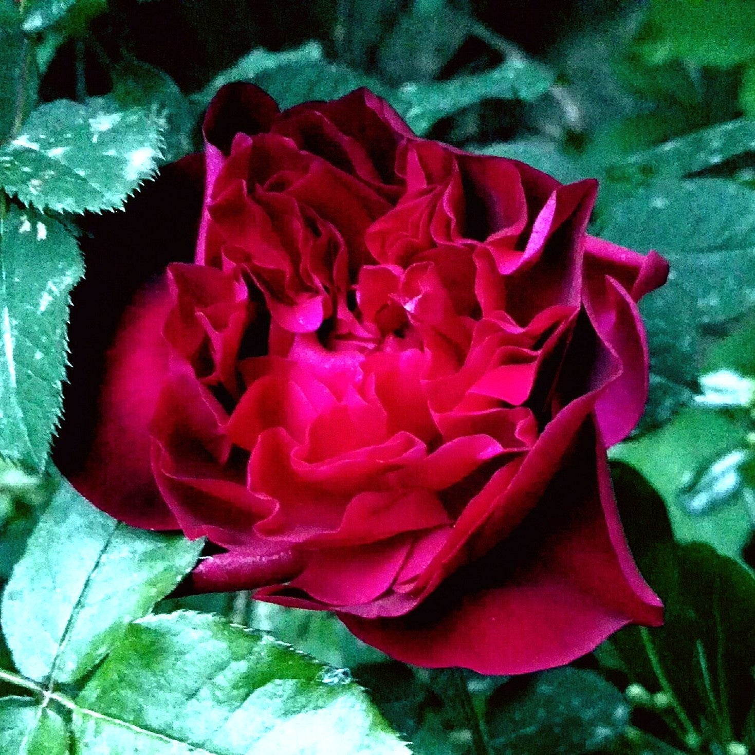 Rosa 'Ausbernard'  - Munstead Wood Rose