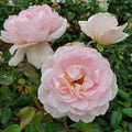 Rosa 'Ausraveloe'  - Silas Marner® Rose
