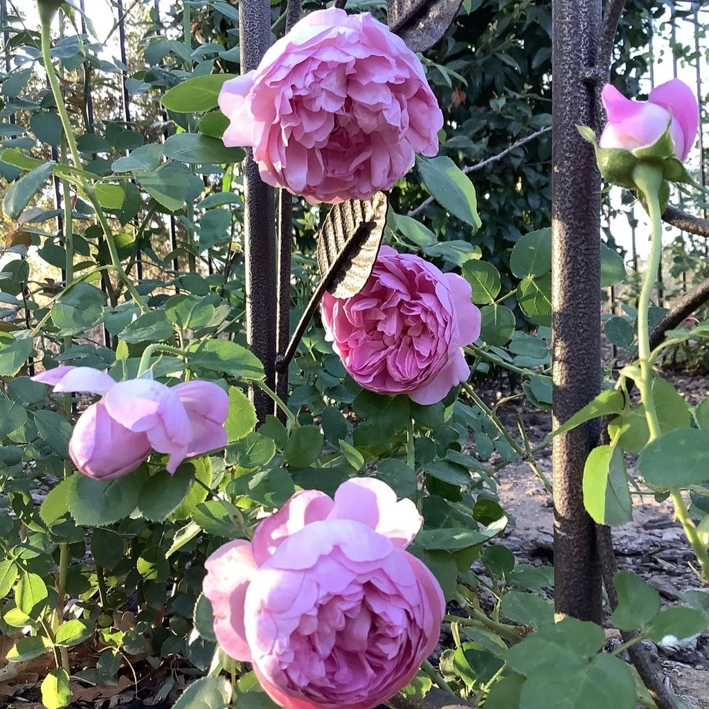 Rosa 'Ausren'  - Charles Rennie Mackintosh Rose