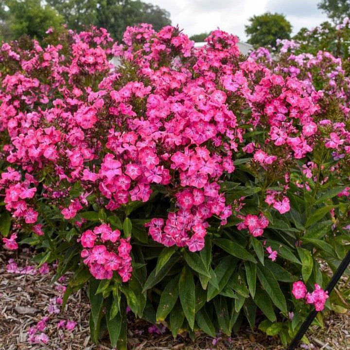 Phlox paniculata 'Luminary Pink Lightning'  - Luminary® Pink Lightning Phlox