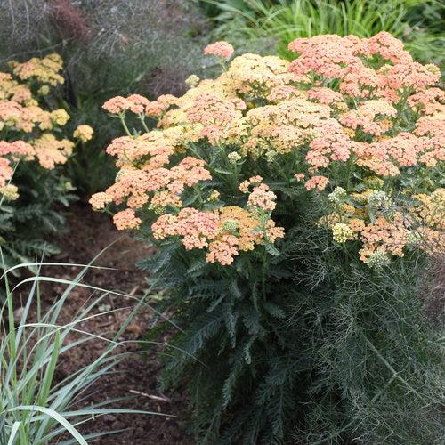 Achillea ’Firefly Peach Sky'  - PW® Firefly Peach Sky Yarrow