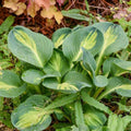 Hosta 'Mouseketeer'  - Mouseketeer Hosta