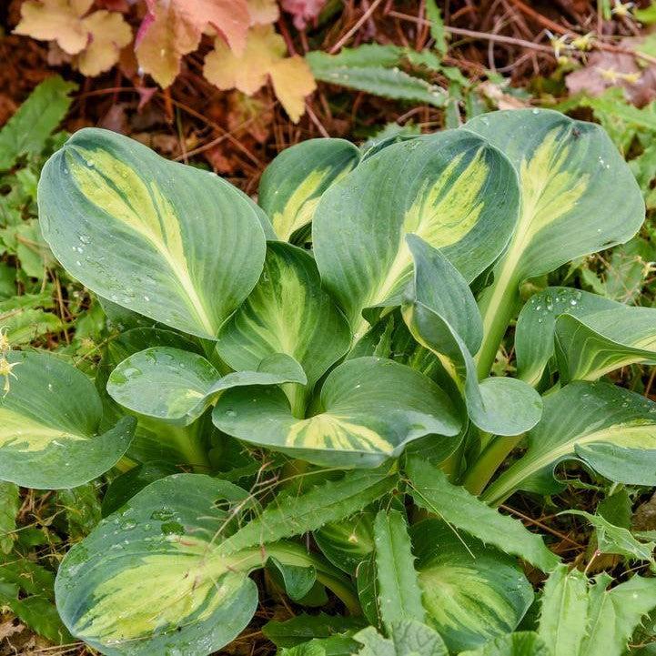 Hosta 'Mouseketeer'  - Mouseketeer Hosta