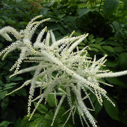 Aruncus dioicus  - Goat's Beard
