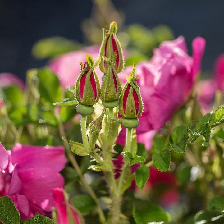 Rosa rugosa 'BOC rogosnif'  - Lotty's Love™ Rose