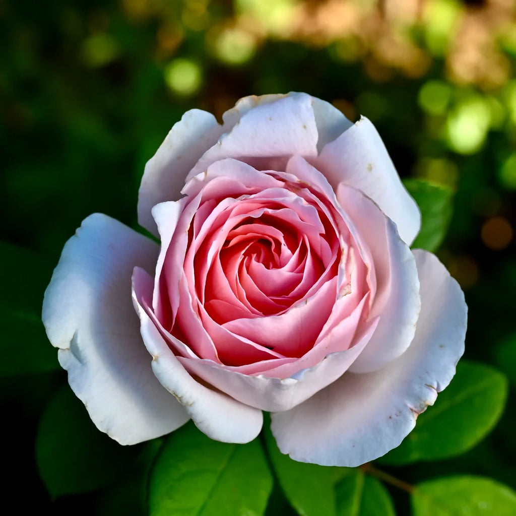 Macaron Rose™