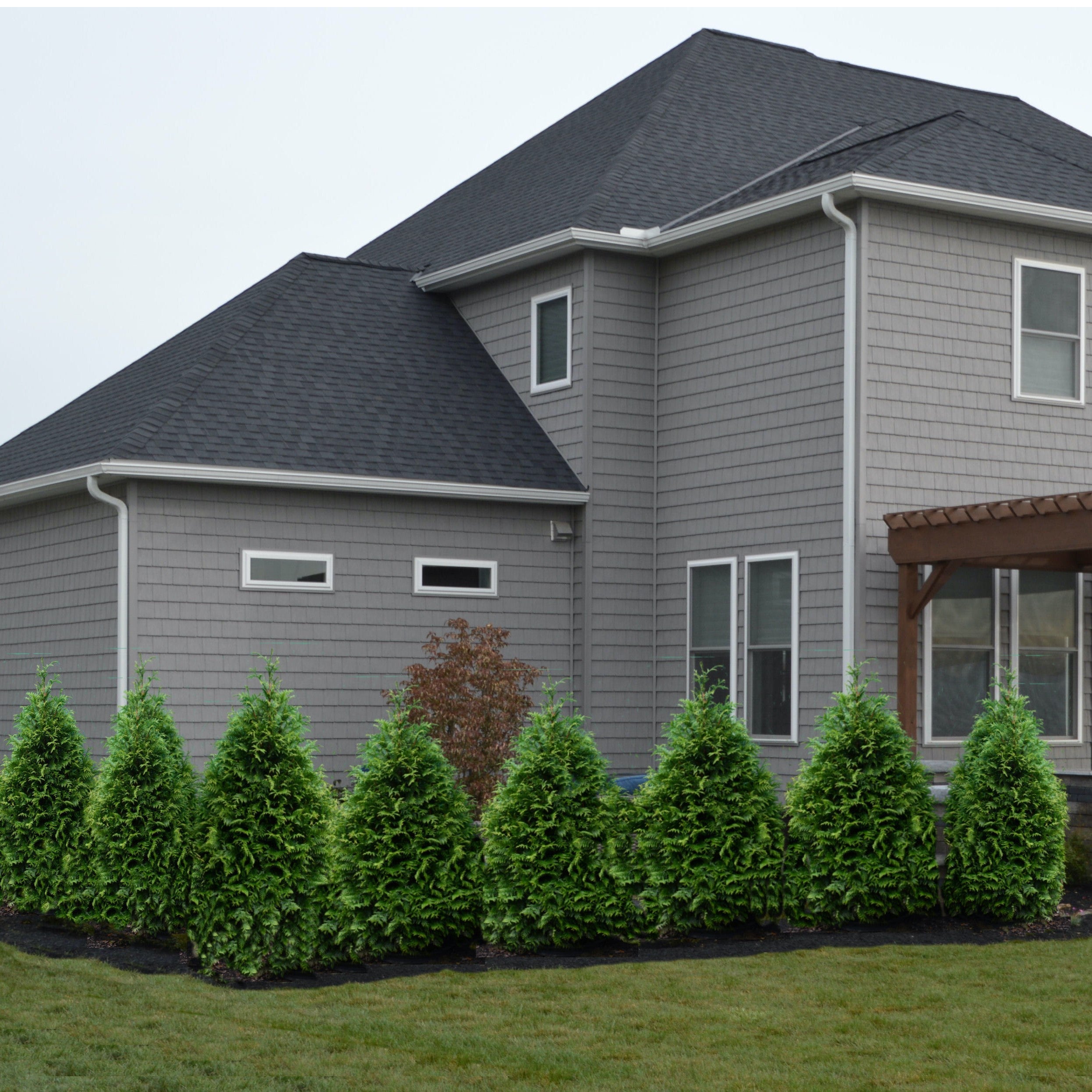 Thuja occidentalis 'Junior Giant'  - Junior Giant Arborvitae