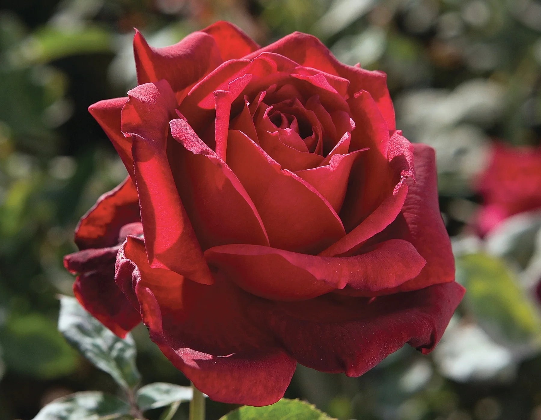 Oklahoma® Fortuniana Rootstock Hybrid Tea Rose