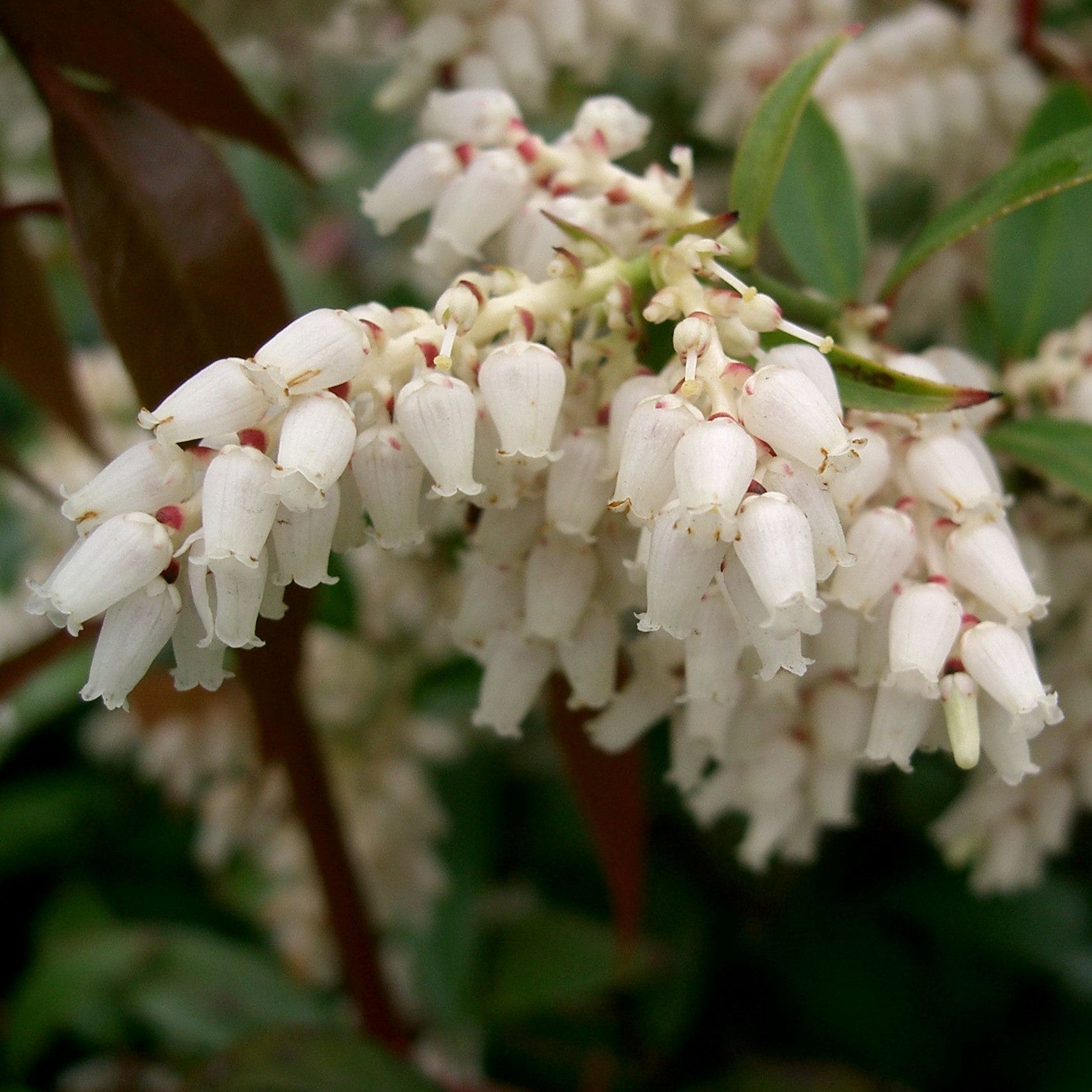 Leucothoe axillaris  - Coastal Leucothoe