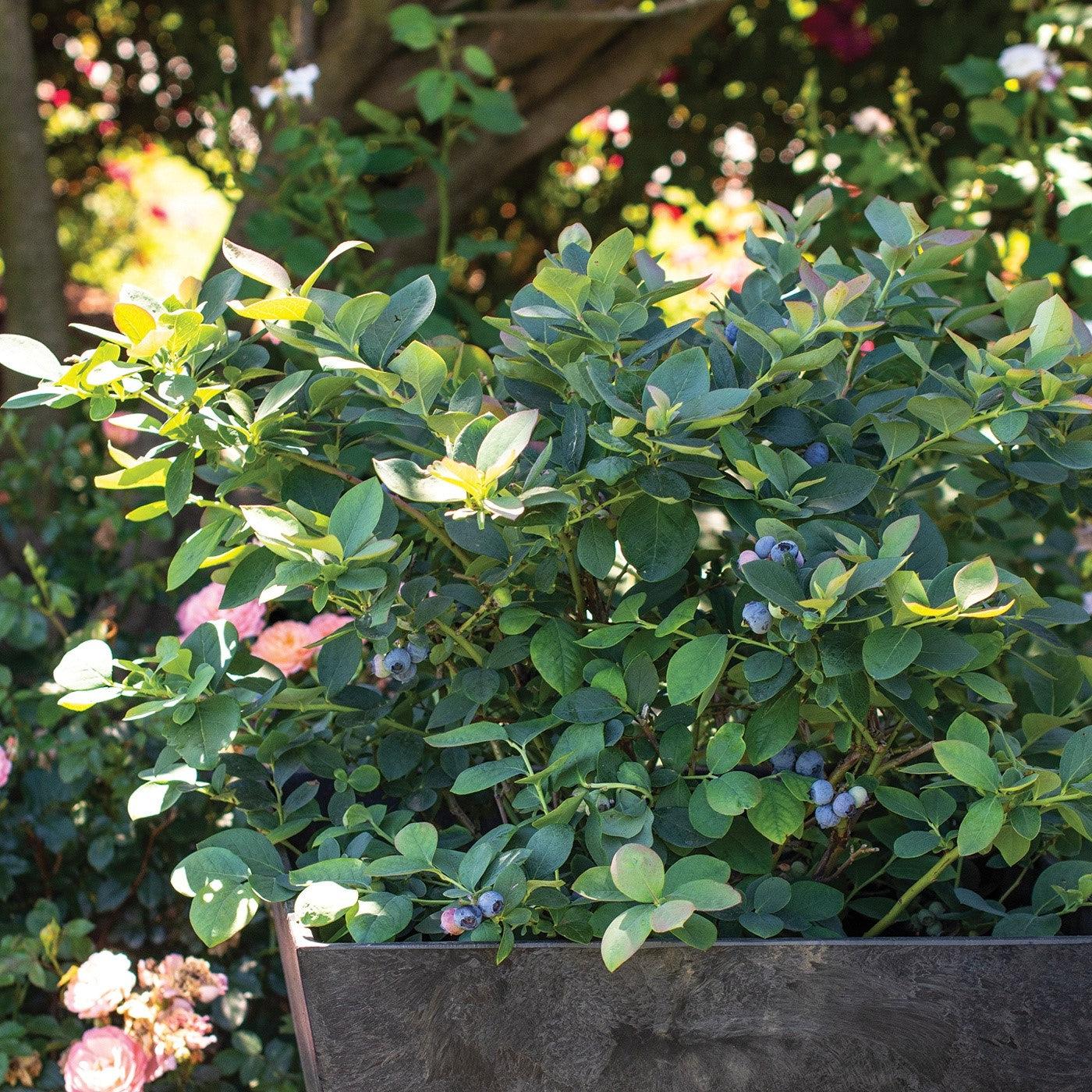 Vaccinium corymbosum 'ZF06-089'  - Bushel and Berry® Silver Dollar® Blueberry