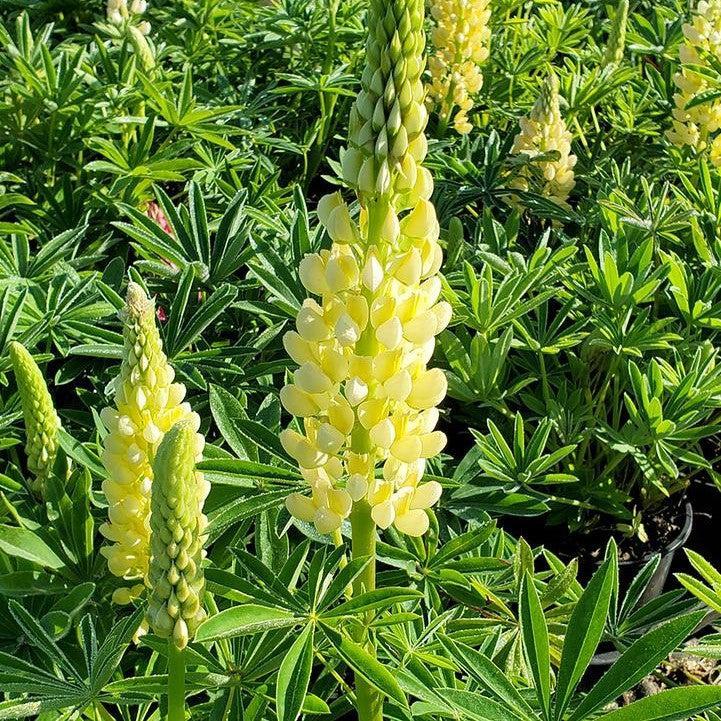 Lupinus 'Chandelier'  - Chandelier Lupine