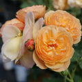 Rosa x 'Boznatafra'  - PW® Flavorette® Honey-Apricot Rose