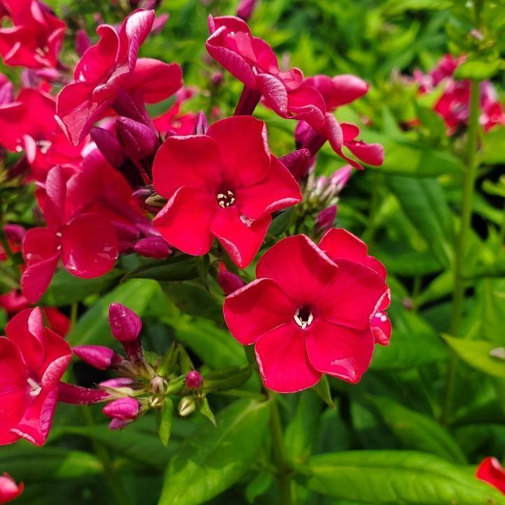 Phlox paniculata 'Barthirtysix'  - Volcano® Red Phlox