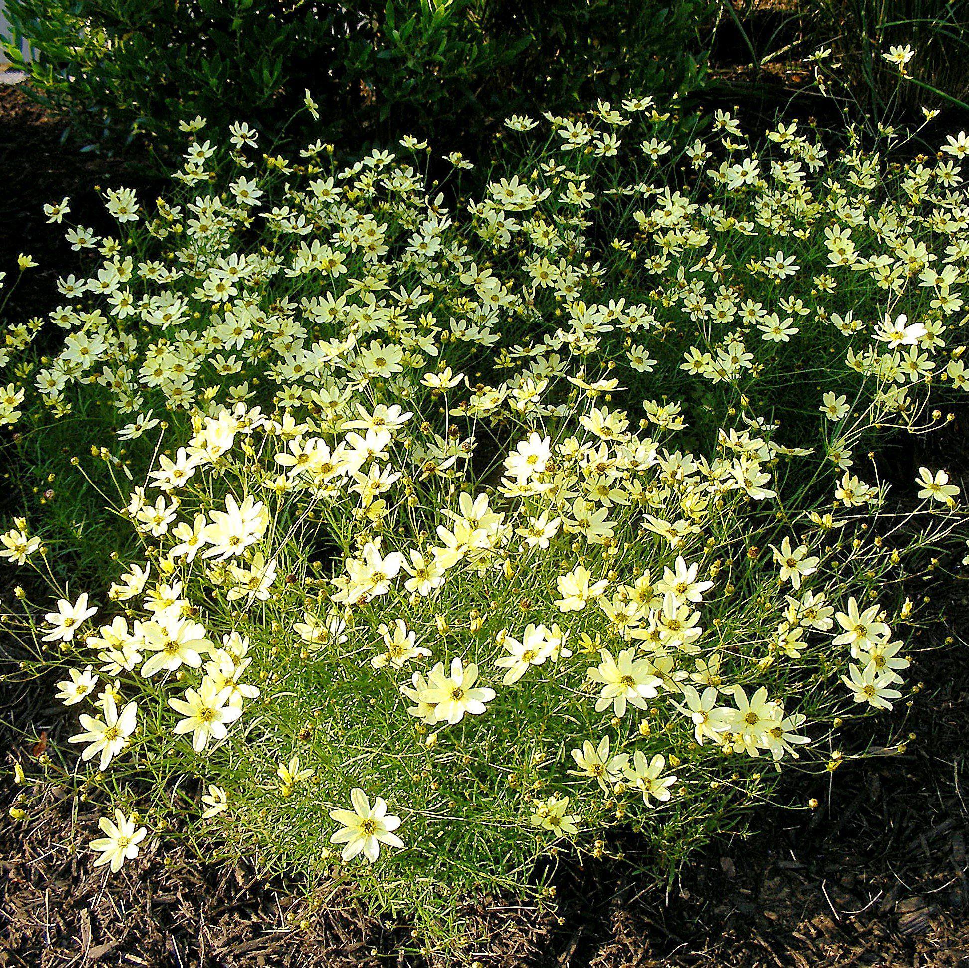 Coreopsis verticillata 'Moonbeam'  - Moonbeam Threadleaf Coreopsis