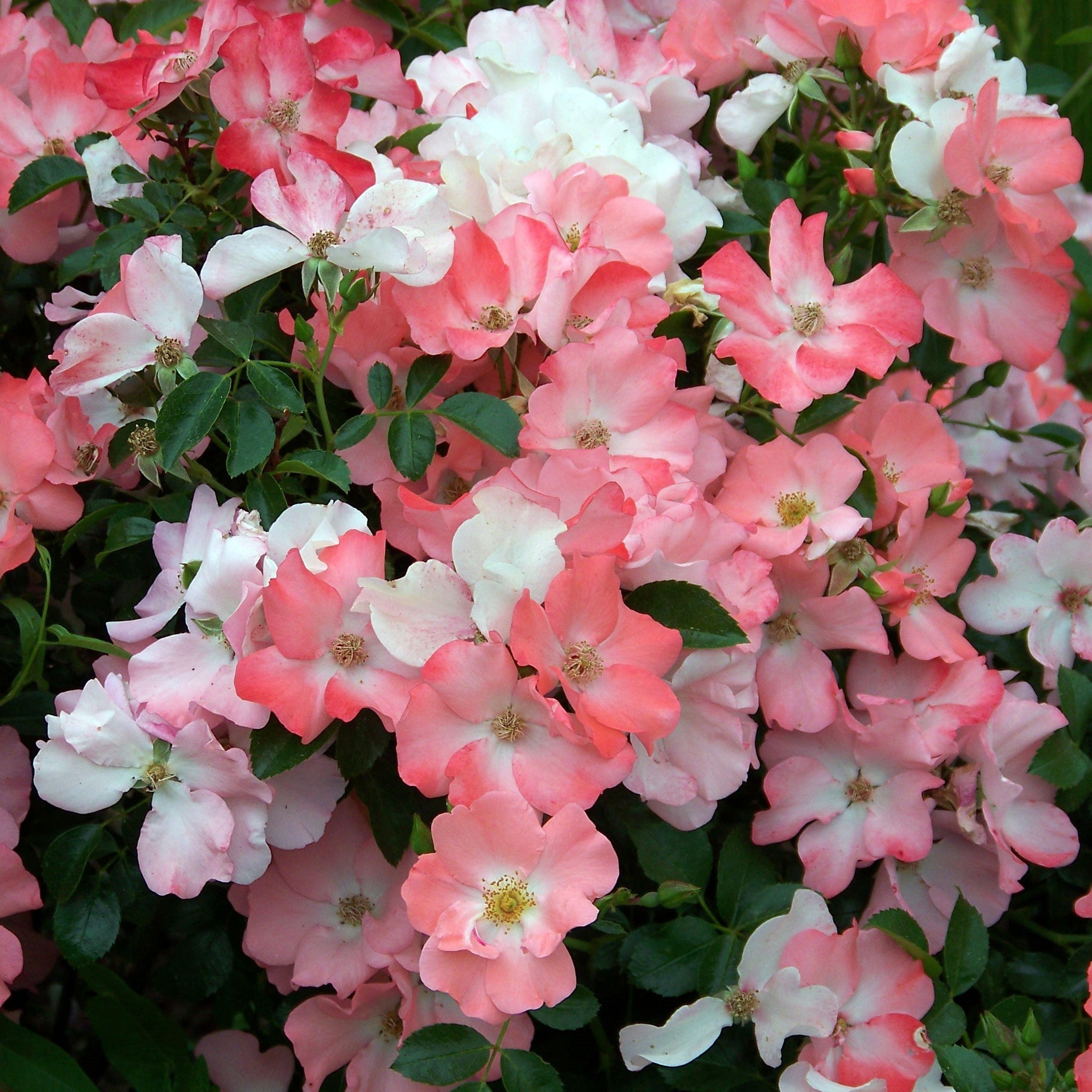 Rosa x 'Noala  - Flower Carpet® Coral Rose