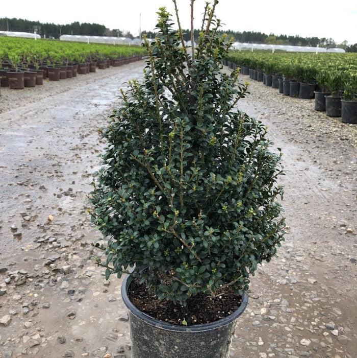 Ilex crenata 'Steeds'  - Steeds Upright Japanese Holly
