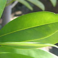 Magnolia virginiana 'Jim Wilson' PP12,065  - Moonglow® Sweet Bay Magnolia