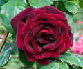 Papa Meilland® Hybrid Tea Rose