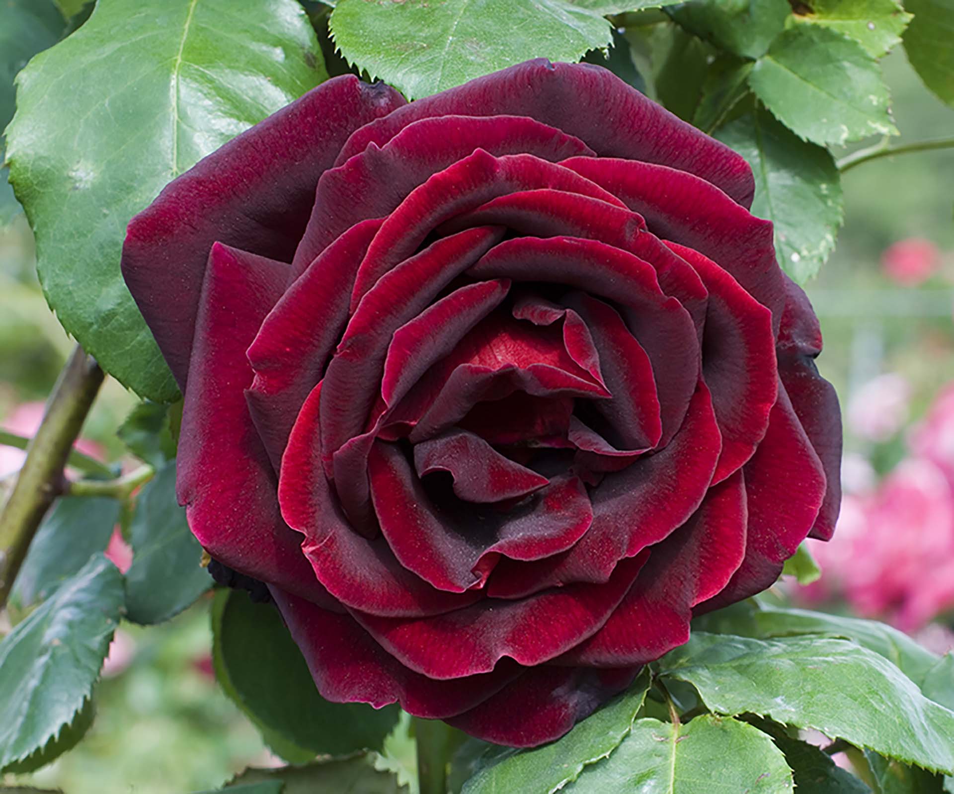 Papa Meilland® Hybrid Tea Rose