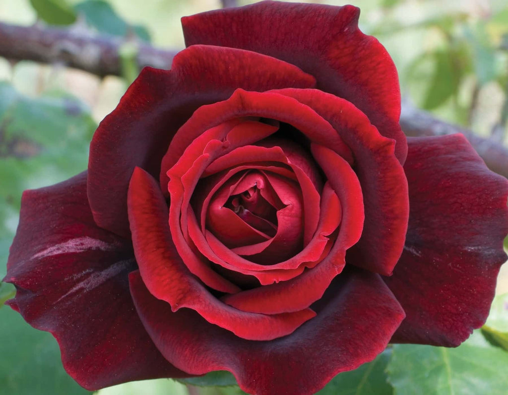 Papa Meilland® Fortuniana Rootstock Hybrid Tea Rose