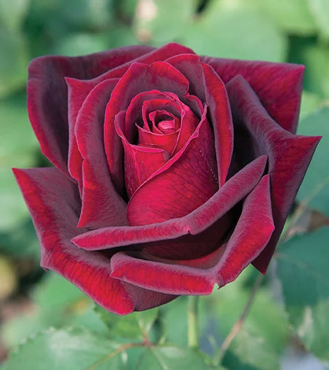 Papa Meilland® Fortuniana Rootstock Hybrid Tea Rose