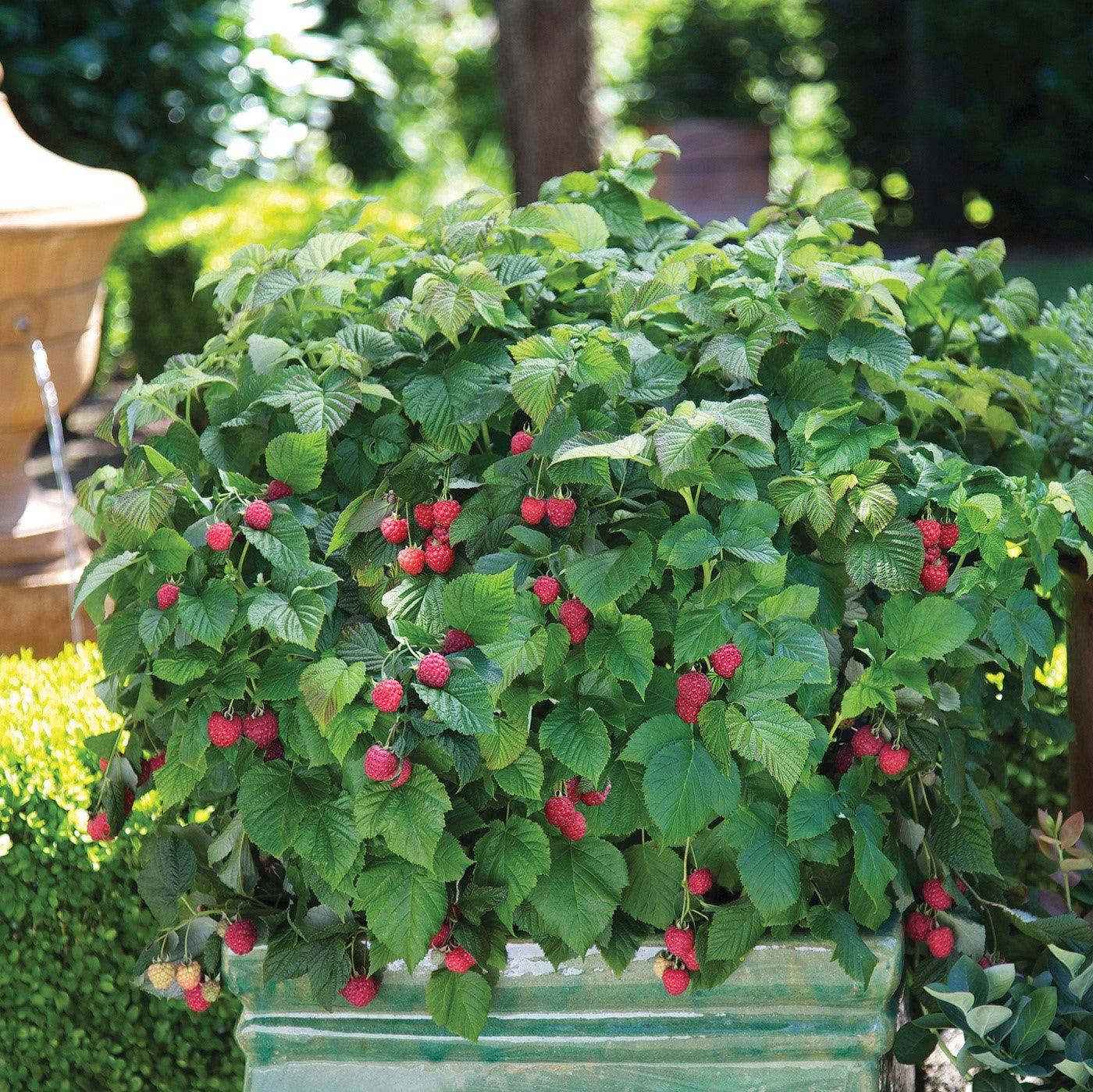 Rubus idaeus 'NR7'  - Shortcake® Raspberry