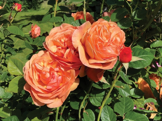 Peach Glory/Tanglebank Legacy