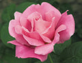 Perfume Delight™ Hybrid Tea Rose on Fortuniana Rootstock