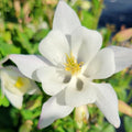 Aquilegia 'PAS1258490'  - Earlybird™ White Columbine