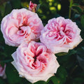 Pink O'Hara™ Rose Bush