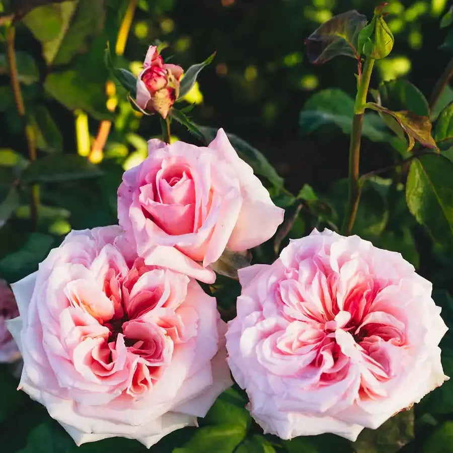 Pink O'Hara™ Rose Bush