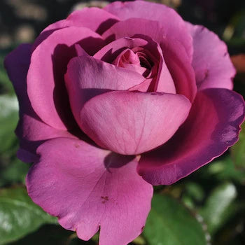 Plum Perfect™ Floribunda Rose