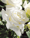 Pope John Paul II™ Rose on Fortuniana Rootstock
