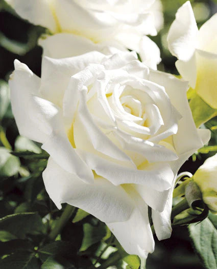 Pope John Paul II™ Rose on Fortuniana Rootstock