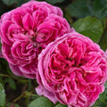 PowerPuff Pink™ Rose Bush