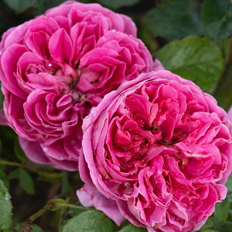 PowerPuff Pink™ Rose Bush