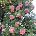 Rosa 'Pierre de Ronsard'  - Eden® Rose