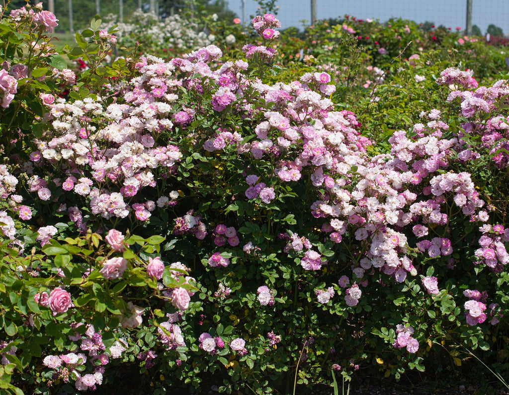 Pretty Polly® Lavender