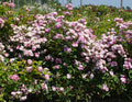 Pretty Polly® Lavender