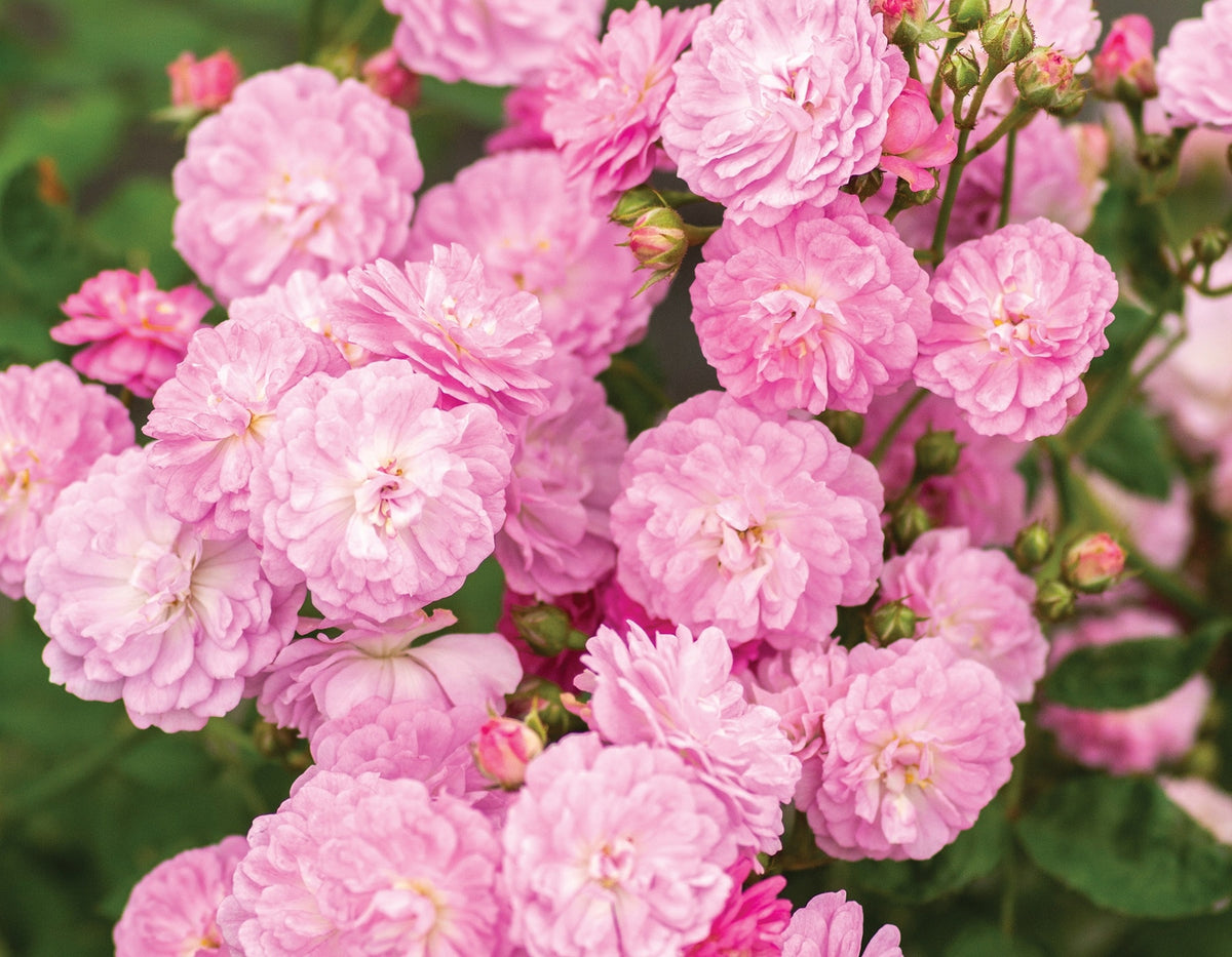 Pretty Polly® Lavender