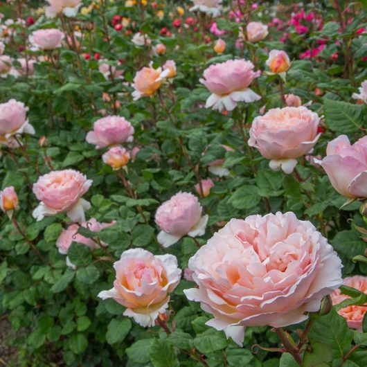 Princess Charlene de Monaco® Rose Bush