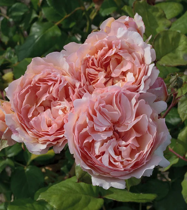 Princess Charlene de Monaco® Rose Bush