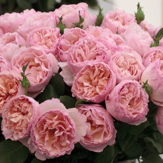 Princess Charlene de Monaco® Rose Bush
