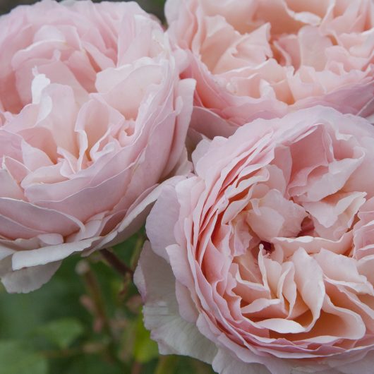 Princess Charlene de Monaco® Rose Bush