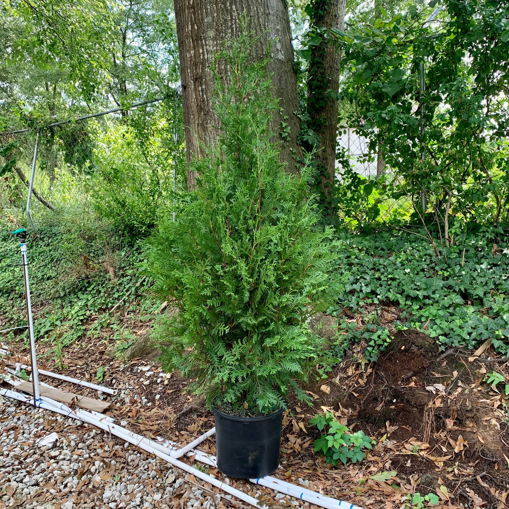 Thuja standishii x plicata 'Green Giant'  - Green Giant Arborvitae