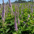Veronicastrum virginicum 'Red Arrow'  - Red Arrow Culver's Root